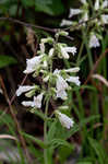 Arkansas beardtongue